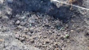 ПОСАДКА КЛЕМАТИСОВ НА ПОСТОЯННОЕ МЕСТО В ОТКРЫТЫЙ ГРУНТ ВЕСНОЙ. МОЙ СПОСОБ ПОСАДКИ.