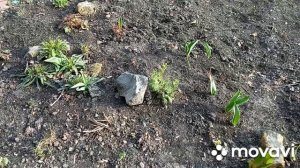 Готовлю место под мою будущую клумбу