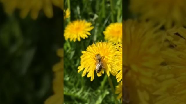 Пчёлы собирают нектар и пыльцу