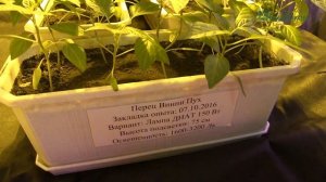 Современный светильник для рассады и цветов
