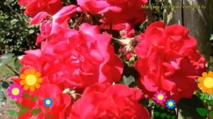 Роза плетистая Хейдельберг. Краткий обзор, описание характеристик, где купить саженцы Heidelberg