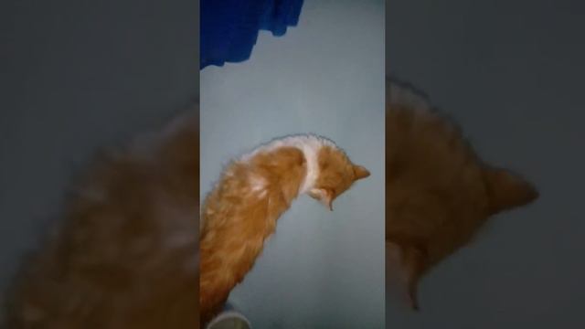 Спелый арбуз, конфеты, кот в ванной смотреть онлайн