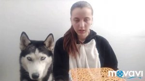 Нюхательный коврик для собак своими руками