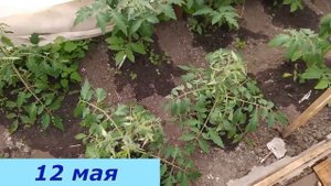 Две очень важные подкормки помидор после высадки в теплицу. Это залог будущего хорошего урожая!