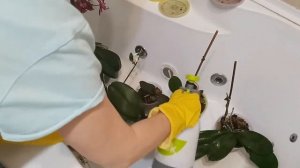 Появились ЧЁРНЫЕ ПЯТНА на листьях - обрабатываю ОРХИДЕИ