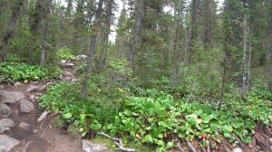 Ергаки. Тропа на озеро Светлое. YuriKras24.