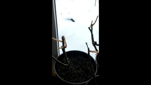 Цветение Роз в Марте. Хранение с осени. смотреть онлайн