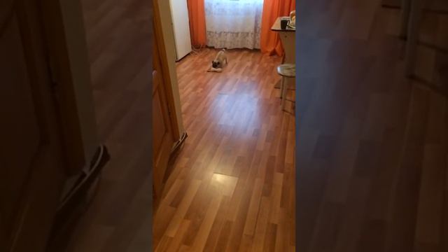 Боня играет с мамой смотреть онлайн