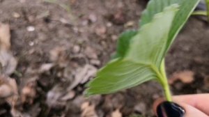 Вредители на клубнике I Препараты от вредителей