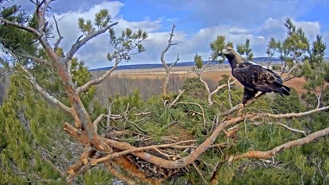 орел могильник (лат. Aquila heliaca) смотреть онлайн