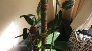 Monstera standleyana variegata white : care tips, and why mosspoles can only do so much …