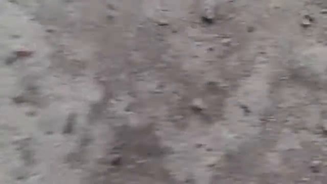 Огромные лягушки смотреть онлайн