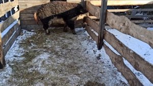 Покупка Поросят Венгерской Мангалицы ЗИМОЙ, выложили хряка. 40 Серия.