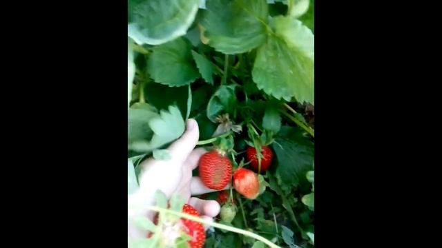 Сорта земляники крупноплодной Азия и Кимберли смотреть онлайн