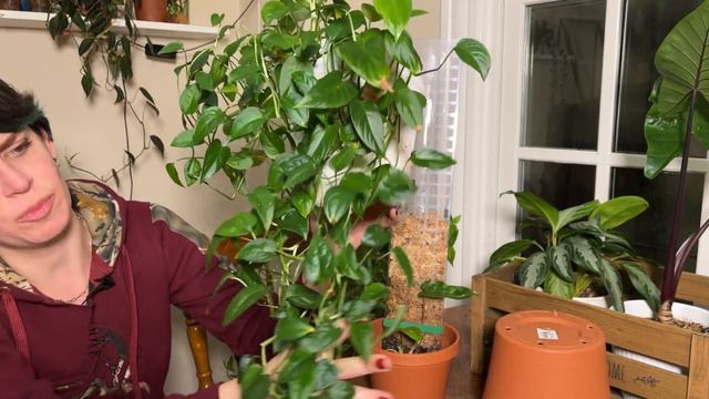 My 7 fastest growing plants 🪴 prolific plants