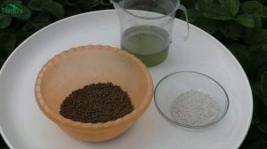 ? Зачем огурцам перья: лучшая подкормка для богатого урожая - 7 дач