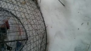 Живоловушка на лису шакала и тп в действии.