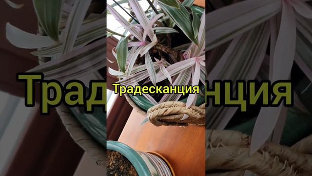 САМЫЕ НЕПРИХОТЛИВЫЕ КОМНАТНЫЕ РАСТЕНИЯ #кухняусёмушки #минимумухода #домсад