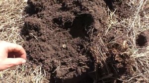 Minelab Vanquish 540 Pro-Pack странный глюк.