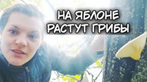 На вкусной яблоне растут грибы.