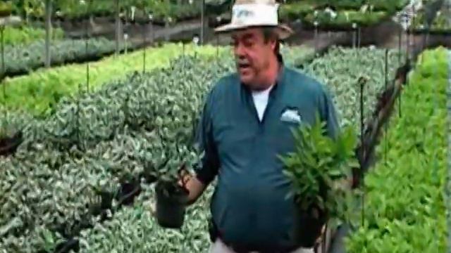 Pedilanthus.mpg смотреть онлайн