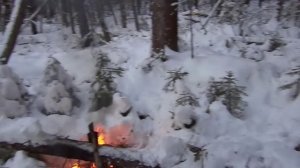 Охота с лайками.Мастер класс !!! Кобель Дик .Охота на соболя.