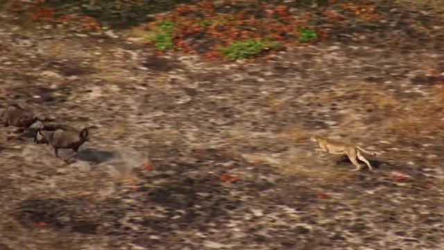 Самое быстрое животное на Земле