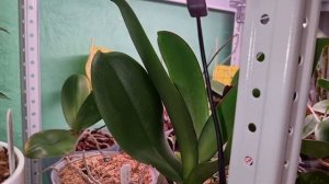 Продолжение Обзора Орхидей от 31.01.2023