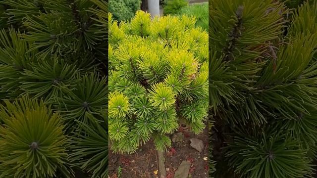 PINUS MUGO-WINTER GOLD https://rasadnikegzotika.com