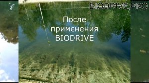 ОЧИСТКА ПРУДА. БИОДРАЙВ-ПРЕПАРАТ НОВОГО ПОКОЛЕНИЯ