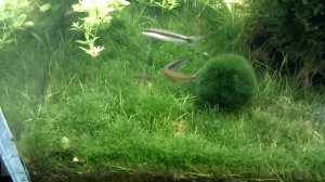 Галактические танцы