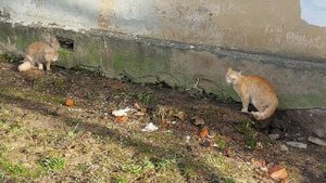 Мартовские  коты