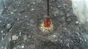 Укрытие саженца винограда на зиму ПЭТ бутылкой