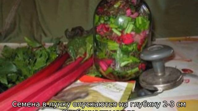 Листовая свекла