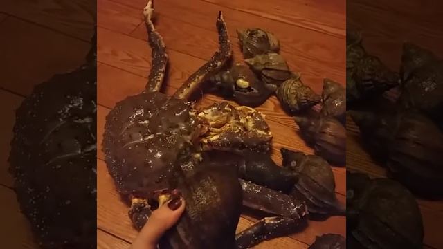 Краб и ракушки из Японского моря смотреть онлайн