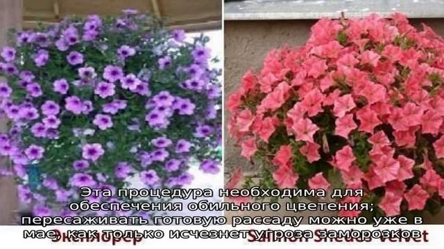 Ампельная  петуния — водопад красоты и очарования