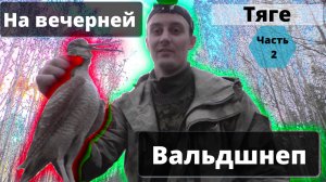Охота на вальдшнепа. охота весной на вечерней тяге. ч2