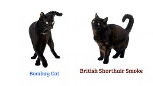 КОШКИ И КОТЫ (CATS BREEDS WORLD)