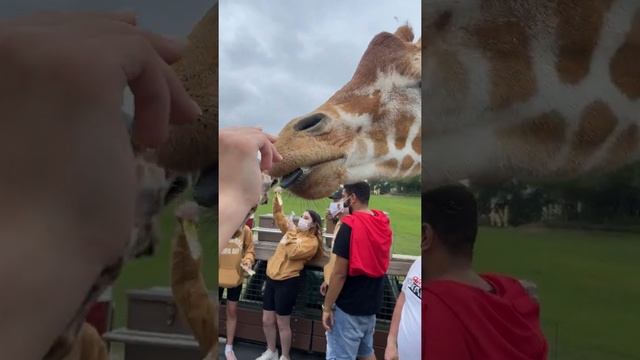 Буш Гарденс, Тампа Флорида, США. Сафари и жирафы. Busch Gardens, Tampa Bay Florida, Serengeti Safar