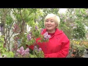 Ассортимент растений на площадках Садового центра Веры Глуховой