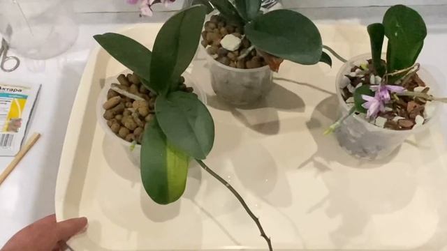 ОРХИДЕИ СОКОСОСУЩИМИ насекомыми заразились, подробные действия и обработка орхидей 01.06.2020 смотреть онлайн