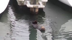 Калан (Sea Otter;   Enhydra Lutris).  Santa Cruz, CA