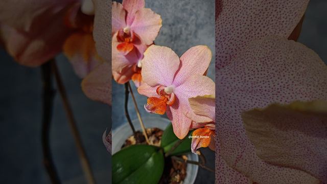 Phal. Chanella 😍 Третье цветение нежной и прекрасной голландской орхидеи Шанелла 🥰