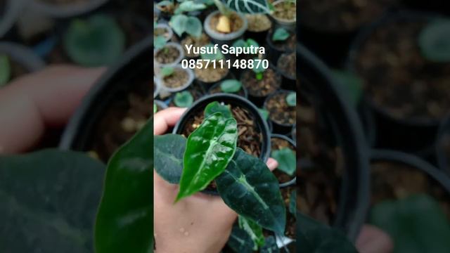 Alocasia Parasol IG : @yusufsa.putra