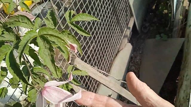 КУПАВКИ ТРИ ВИДА- ЛАЙМ..ОРАНЖ ..БЕЛАЯ ( СЛОНОВАЯ КОСТЬ).. смотреть онлайн