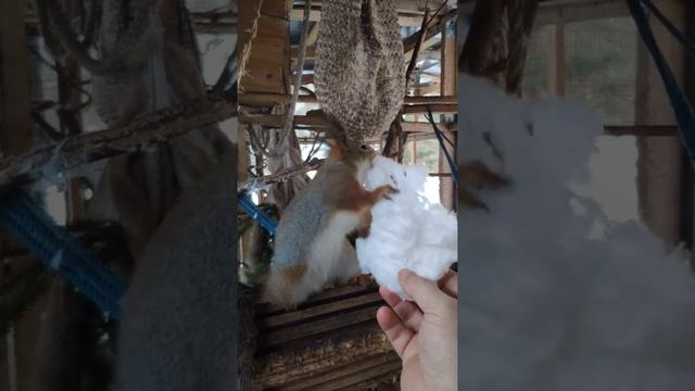 Белка Каппа Ушакова (Капуша) утепляет свой домик ))) смотреть онлайн