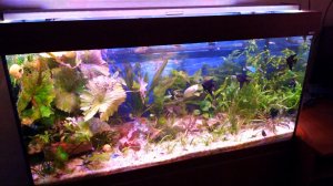 Как приклеить задний фон на аквариум! Бюджетный задний фон для аквариума своими руками!