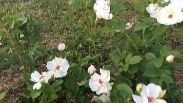 Цветение Розовой клумбы. Розы Кармен Вюрт, Жаклин Дюпре, Парблю, Одиссей. Цветы- компаньоны. смотреть онлайн