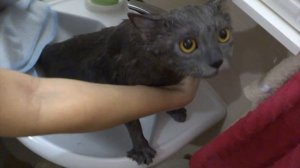 Как искупать и посушить кота