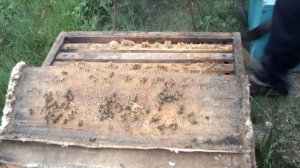 Отстройка рамок пчелами. Сотообеспечение пасеки.